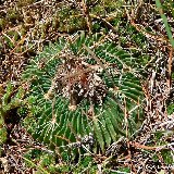 Echinofossulocactus multicostatus San Rafael-Cienega del Toro NL P1260954.JPG
